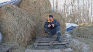 Про ситуацию со скотом у нас , сено "тает" как снег, готовлю Беларуса! Жизнь в деревне