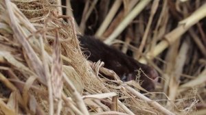 20 марта 2026 года в Межстоличьи над Ижорой пролетели гуси и проснулись норки.