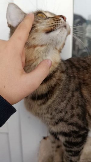 ну вот как бы сказать что у меня есть такой кот😅😺😸