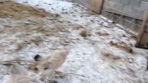 На улице потеплело и курочки вышли погулять) Свиньи тоже на прогулке