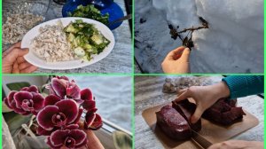 Два салата на ужин. Розы спрели под снегом. Натуралкой кормить выгодней