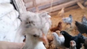 Цыплятам 2 месяца / Хохлатые, бородатые цыплята / Чем кормить цыплят?