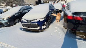 Зимняя прогулка по штату Кентукки.  Жизнь в Америке.(SAMARA AUTO USA)