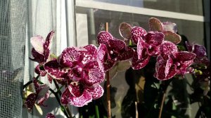 Фаленопсис Wild Cat Бабочка и другие орхидеи. Домашние цветение орхидей.