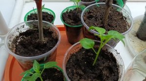 Рассада острого перца цыцак.