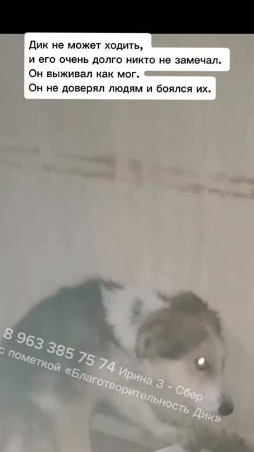 🆘🆘СРОЧНО НУЖНА ПОМОЩЬ🆘🆘
⚡️Дик около месяца ползал на передних лапах на заброшенной базе.😥