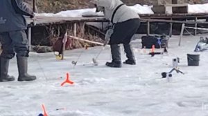 Основной водоём.Поимки Форели