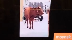 ТАК ВЫГЛЯДИТ БЕДА