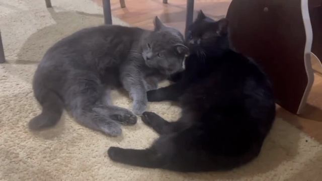 мои котики