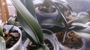 Один день из моей пенсионной жизни /Беларусь Svetlana /