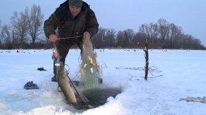 Щуки рвут сети.Удачный улов!