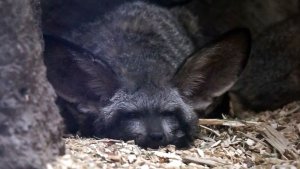 Зачем лисице такие большие уши?