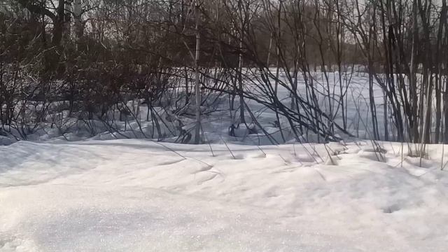 Всё, накаталась, теперь только пешком. Собака рядом от диких зверей 😱