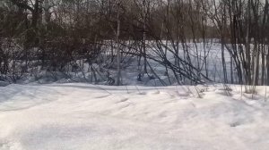 Всё, накаталась, теперь только пешком. Собака рядом от диких зверей 😱