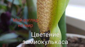 Цветение Замиокулькаса