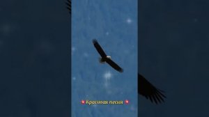 Гектор - Не зарекайся »