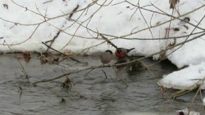 Весеннее купание снегирей в речушке