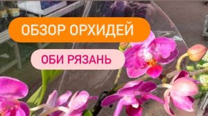 🔵 ОБЗОР ОРХИДЕЙ ОБИ Рязань🔥 #orchid обзорорхидей #обзороби #орхидеискидки #скидкинаорхидеи #уценка