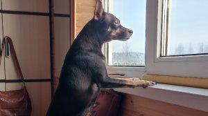 Гуляю с Симой и Диной. Едем в Шую.