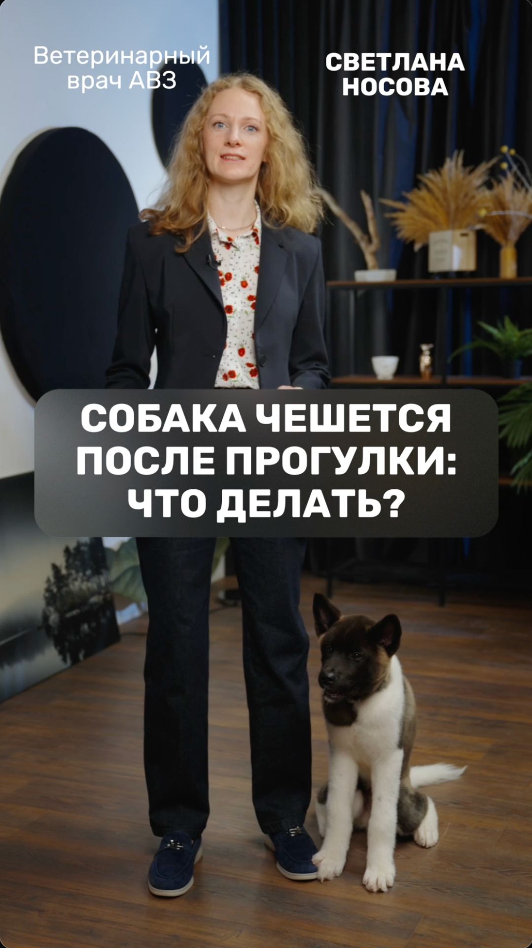 Собака чешется после прогулки: что делать?