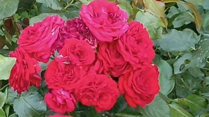 Популярная и неприхотливая роза. Роткепхен (Rotkappchen).