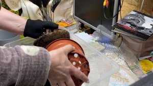 20-03-2026 Папоротник , обед, пересадила калатею .