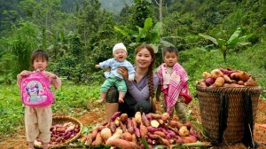 Собираю сладкий картофель вместе с моей маленькой дочерью на продажу. Варю картофель покушать. Дуонг