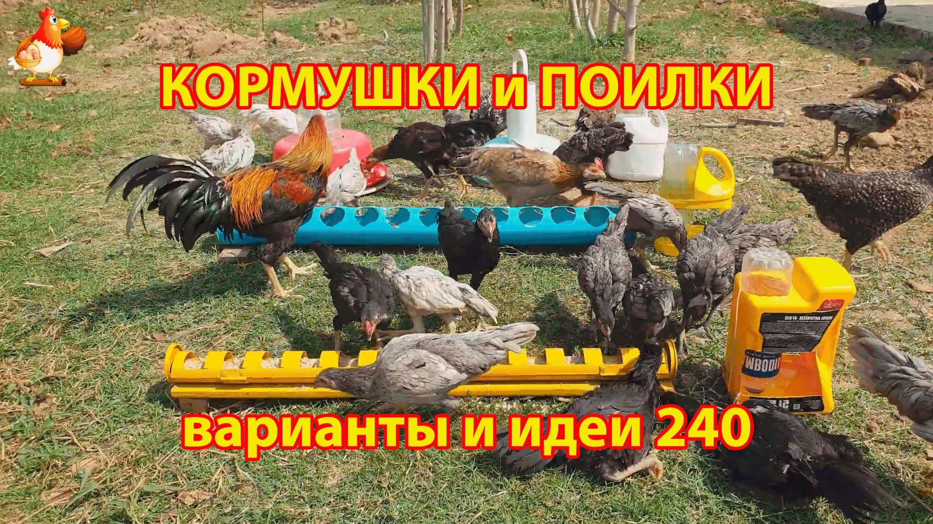Кормушки и поилки для кур своими руками 240 🪚✂️ Пошаговая инструкция как сделать 🐔 🐓❣️