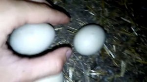 Скоро вывод у индоутки! / Индоутка сидит на гнезде / утятки проклюнулись