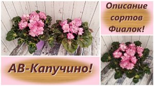 Описание сортов Фиалок! АВ-Капучино!
