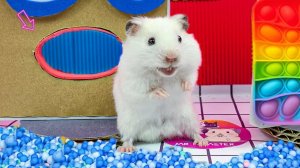 Хомяк проходит испытания. Детское видео
