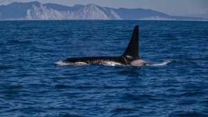 Экскурсии Камчатка. Морские прогулки на Камчатке.