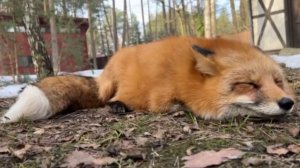 Лиса-Алиса. Весенняя скрипучая песня лисы