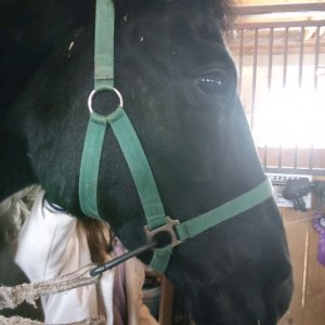 тренеровка по хоби хорсингу выездка