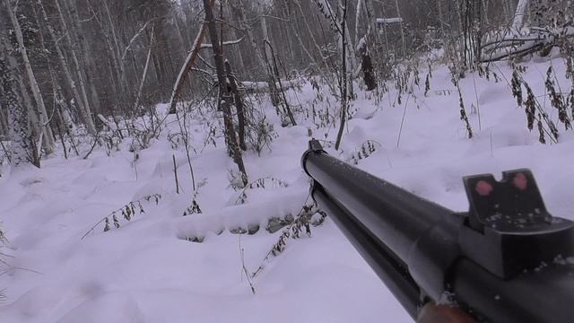 Охота с лайкой на лося,проверил капканы на куницу,есть добыча,готовлю тушёнку и ужин.