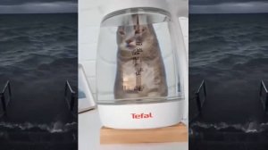 ПРИКОЛЫ С КОТАМИ! - С ОЗВУЧКОЙ! Самые смешные животные! СМЕШНЫЕ КОТЫ!