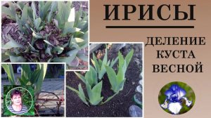 Размножение ирисов  весной.  Рассаживаем вовремя и правильно.