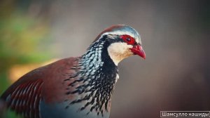 #Коран#АльБакъара#СамыеКрасивыеМеста#Relaxation##Islam#Quran#AlBaqarah'#Minshawiy #4кВидео#38часть#