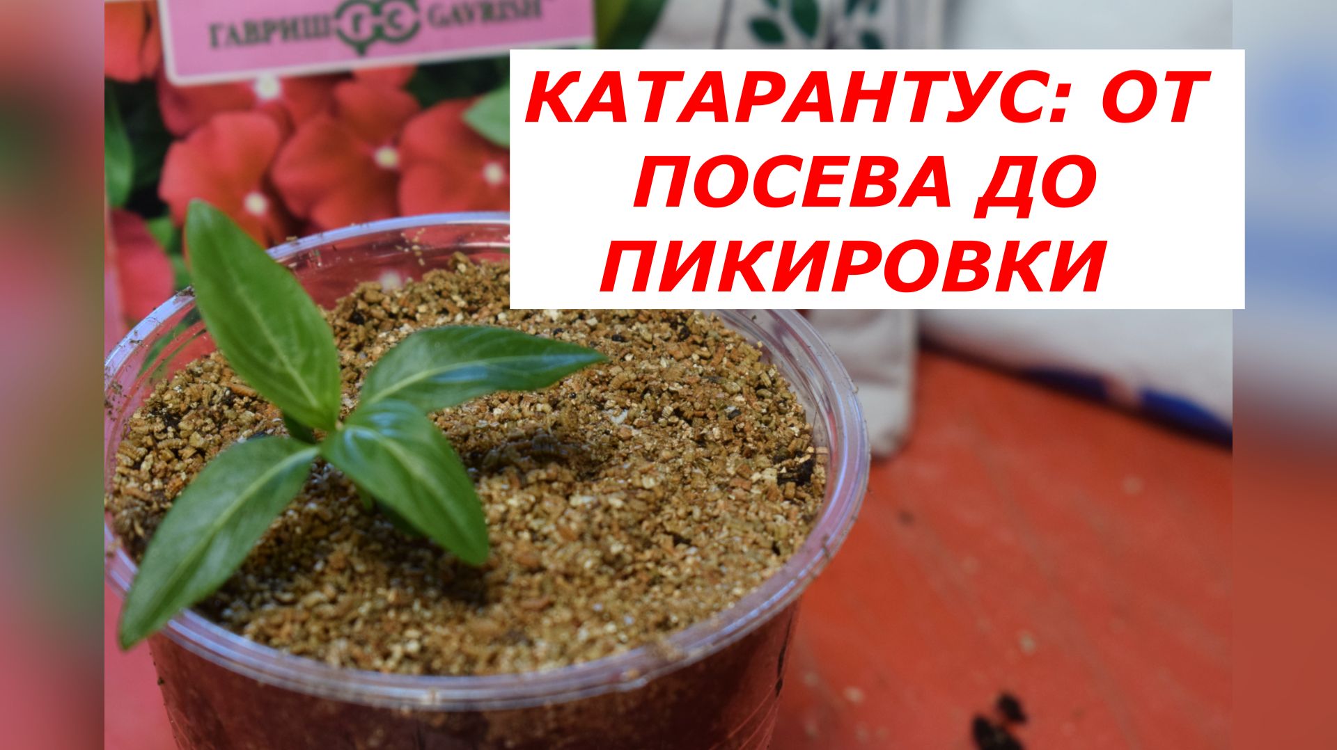 Посев и пикировка катарантуса: пошаго от А до Я.