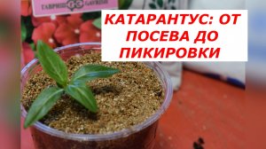 Посев и пикировка катарантуса: пошаго от А до Я.