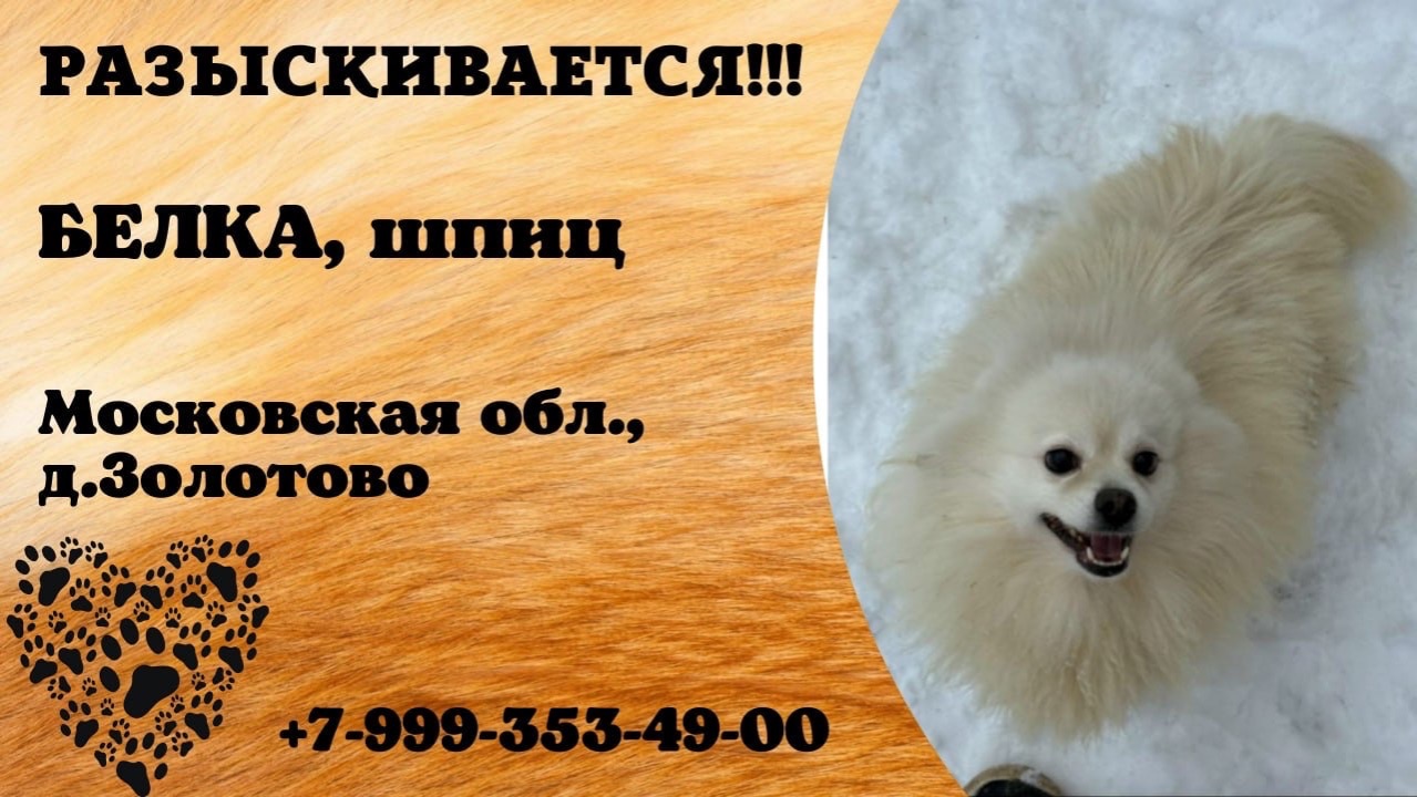 Пропала собака! БЕЛКА, шпиц. Московская обл., д.Золотово.