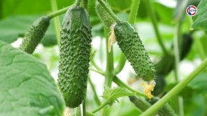 В теплицах Севастополя начался сбор овощей