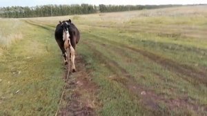 Молодая корова с двумя телятами! Корова на воле каждый день
