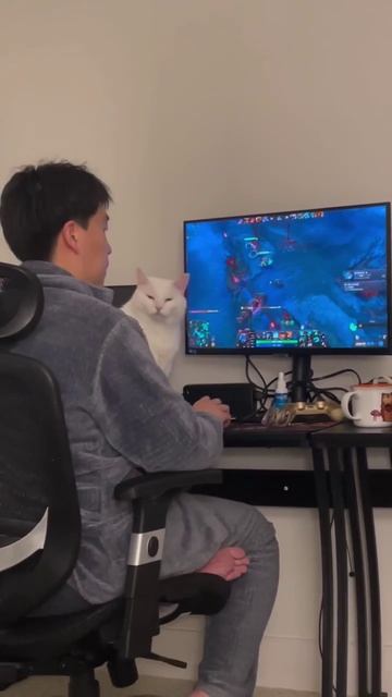 Ответ на пост «Типичные будни владельца хвостатого»