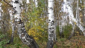 Пение птиц в осеннем лесу