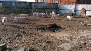 Индоутка и 50 утят / Всего 120 утят / Теленок, поросята и утята бегают все вместе? Чем кормлю утят?
