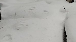 закрытие сезона,росомаха чистит путики