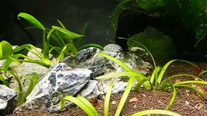 😍 История Екатерины: первый мини‑аквариум — и сразу успех! 😍