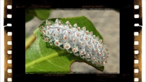 Кристальная гусеница и паучки, Милашки !