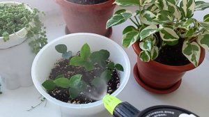 Укоренение листиков Замиокулькаса